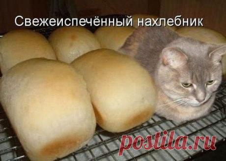 Новый хлеб по кошачьи))) &amp;raquo; Авто - машины - механизмы - техника