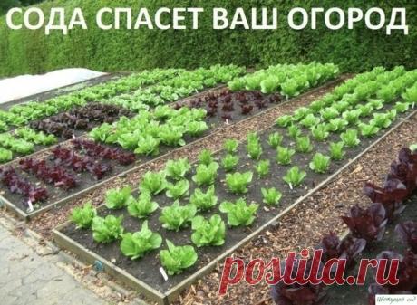 Содa спасёт ваш огород!