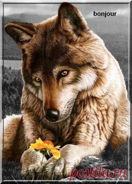 belles images animaux - Page 14