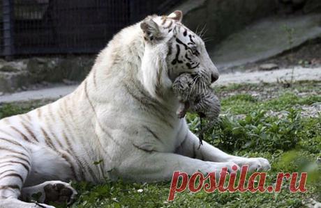 Удивительные фотографии животных. Красота в природе | Newpix.ru - позитивный интернет-журнал