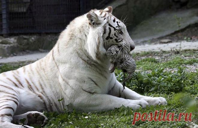 Удивительные фотографии животных. Красота в природе | Newpix.ru - позитивный интернет-журнал