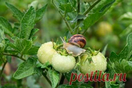 Последствия дождливого лета — как восстановить сад — Ботаничка