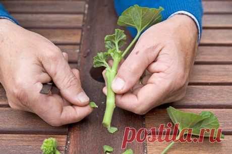Февраль-самое подходящее время для черенкования Герани. Рассказываю, что нужно сделать, чтобы получить здоровые крепкие кустики | Моя успешная дача | Яндекс Дзен