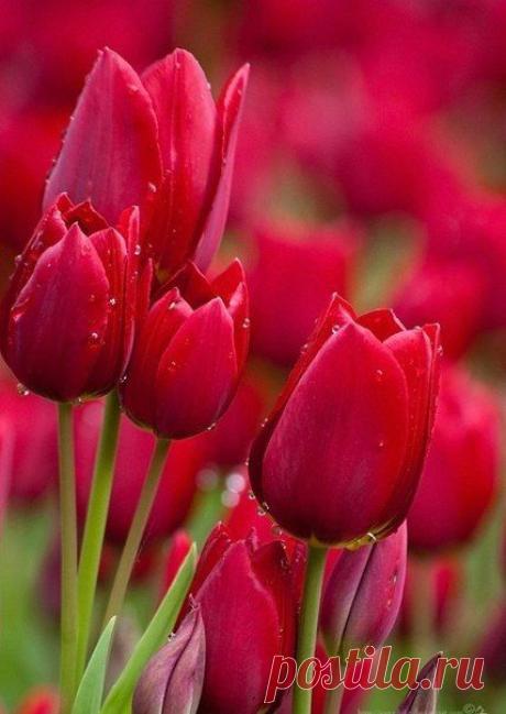 ♥ ЖИВОТНЫЕ ♥ ПРИРОДА ♥