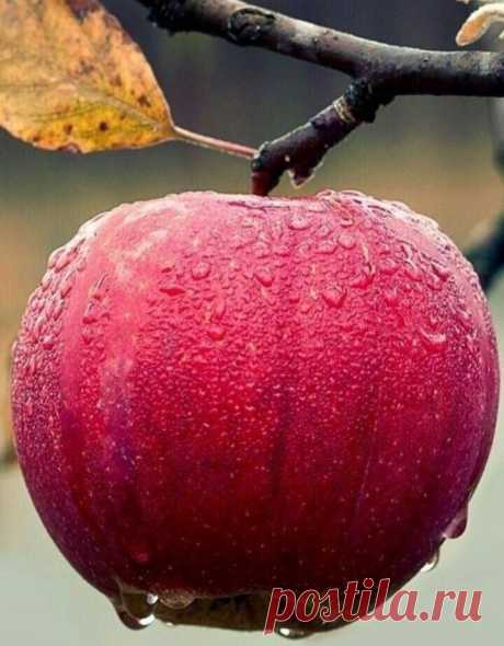 i (720×923)