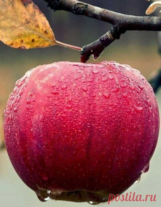 i (720×923)