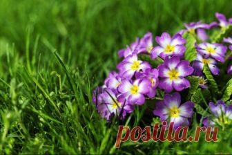 Первоцветы [ad name=»content»]     Многие первоцветы — луковичные растения. Наиболее распространенные луковичные первоцветы: Весенники, Ирисы, Пушкиния, Крокус, Сцилла, Рабчик, Мускари, Хионодокс, Мускари, Гиацинт, Птицемлечник. Они очень неприхотливы и, практически, не …