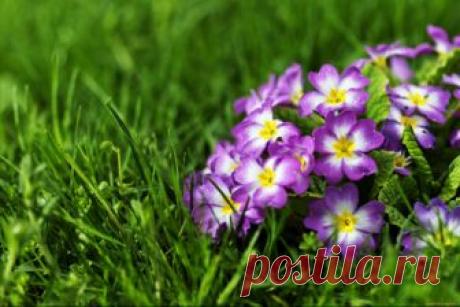 Первоцветы [ad name=»content»]     Многие первоцветы — луковичные растения. Наиболее распространенные луковичные первоцветы: Весенники, Ирисы, Пушкиния, Крокус, Сцилла, Рабчик, Мускари, Хионодокс, Мускари, Гиацинт, Птицемлечник. Они очень неприхотливы и, практически, не …