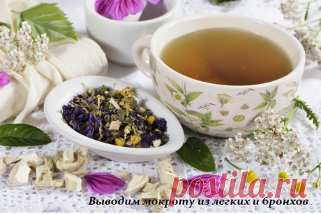 Средства и травы, выводящие мокроту из легких и бронхов