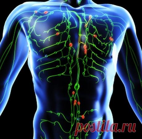 Почему лимфа — это живая вода нашего организма