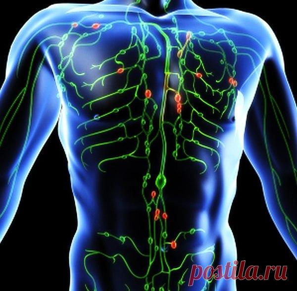 Почему лимфа — это живая вода нашего организма