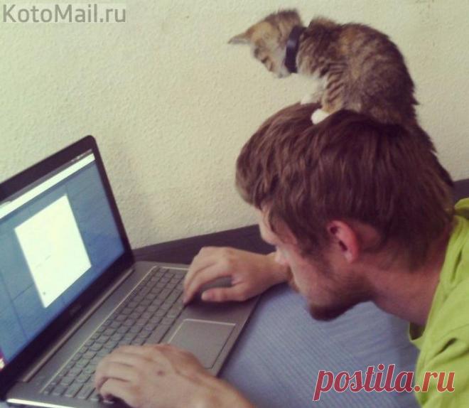 Кот правит Интернетом)