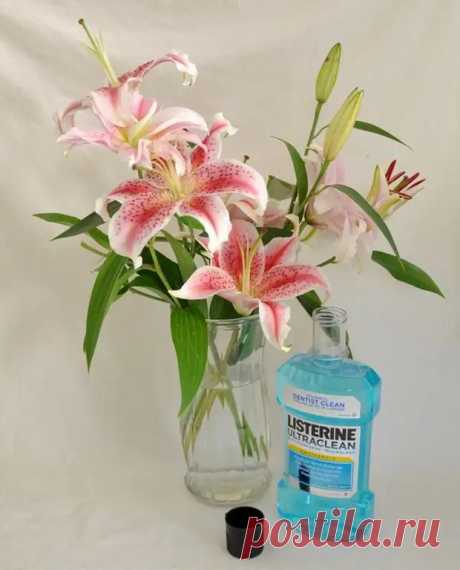 13 гениальных способов использовать ополаскиватель для рта в быту! - Полезные советы - медиаплатформа МирТесен