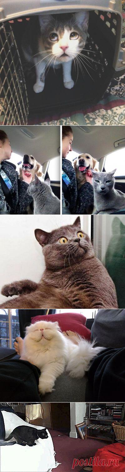 15 котов, которые ведут себя совсем как мы в офисе