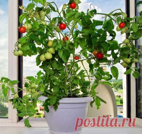 Новости
