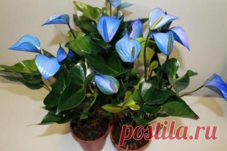 10 самых неприхотливых комнатных цветов, цветущих круглый год - Идеальная хозяйка