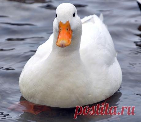 Утки породы Пекинская, Пекинские утки, Белая Пекинская утка, White Pekin Ducks