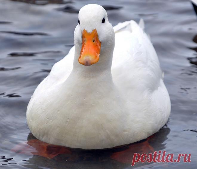 Утки породы Пекинская, Пекинские утки, Белая Пекинская утка, White Pekin Ducks