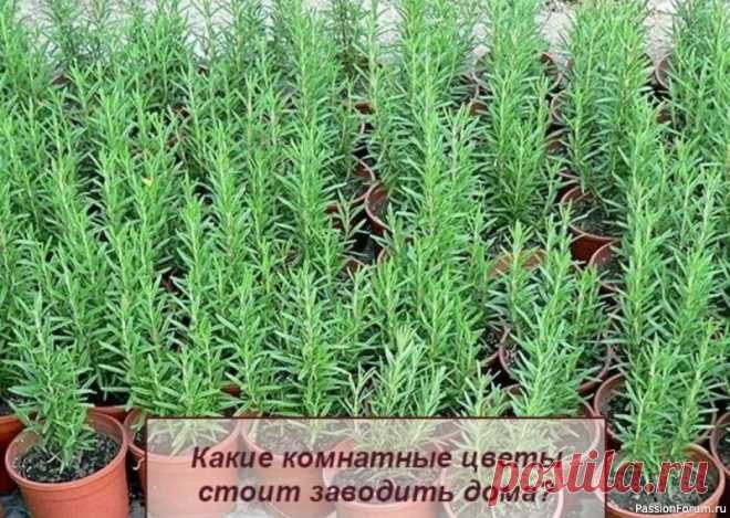 Какие комнатные цветы стоит заводить дома? Правильно подобранные цветы улучшают не только энергию дома, а и жизнь самих хозяев. Улучшают их духовное и физическое самочувствие☝Позитивной энергетикой, согласно фэн-шуй, обладают следующие горшечные растения:🔹амариллис, гиппеаструм (гибриды Hippeastrum), апельсиновое или лимонное...