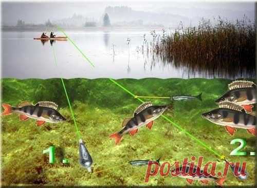 Ловля окуня в проводку на живца / Богатая добыча