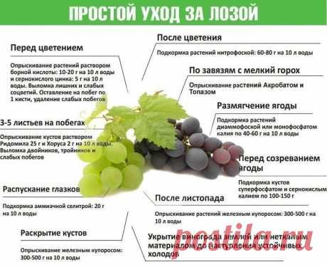 Уход за виноградом во время сокодвижения

Апрель. Виноградники стоят голые, но в лозах уже закипает жизнь – начинается сокодвижение. И хотя до прорастания почек еще далеко, опытные виноградари знают: именно сейчас формируются соцветия, а значит – и предопределяется урожай на весь год. Как помочь винограду весной, чем подкормить виноград весной, стоит ли мульчировать землю вокруг винограда в апреле – предлагаем поговорить прямо сейчас.

Уход за виноградом в апреле: мульчиро...