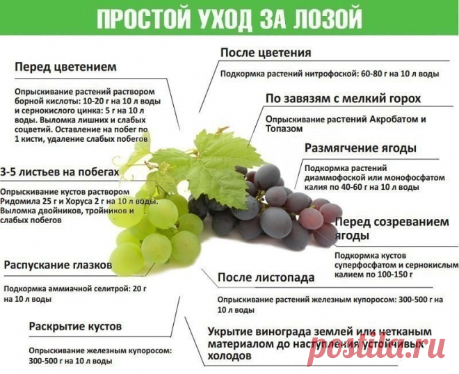 Уход за виноградом во время сокодвижения

Апрель. Виноградники стоят голые, но в лозах уже закипает жизнь – начинается сокодвижение. И хотя до прорастания почек еще далеко, опытные виноградари знают: именно сейчас формируются соцветия, а значит – и предопределяется урожай на весь год. Как помочь винограду весной, чем подкормить виноград весной, стоит ли мульчировать землю вокруг винограда в апреле – предлагаем поговорить прямо сейчас.

Уход за виноградом в апреле: мульчиро...