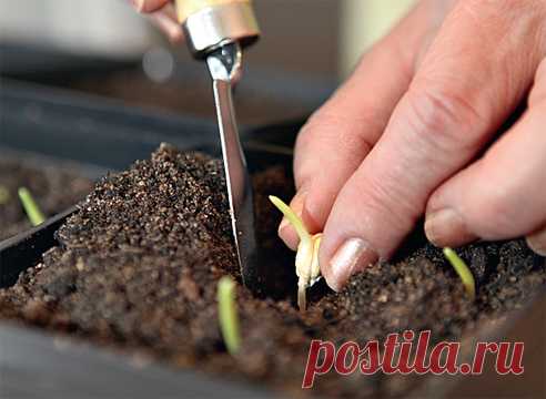 Выращиваем рассаду кукурузы. Мастер-класс на Supersadovnik.ru