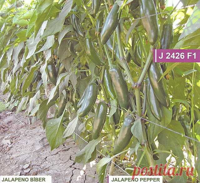 Jalapeno: продажа, цена в Алматы. семена и рассада овощных культур от 