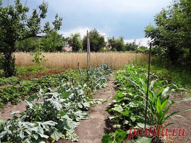 Совместимость овощей на огороде
