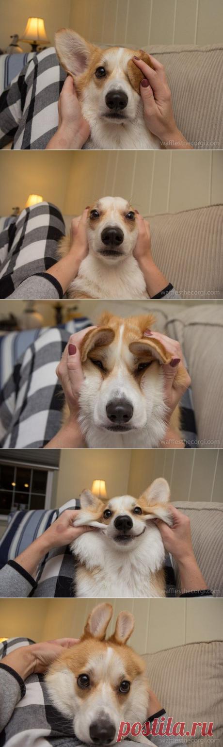 Когда тебе скучно, но при этом есть собака! | Позитив