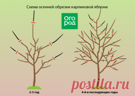 Обрезка яблонь осенью – советы для начинающих в картинках и видео