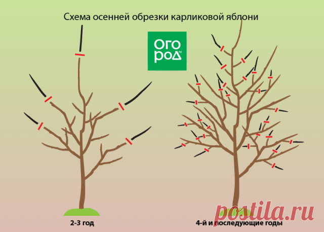 Обрезка яблонь осенью – советы для начинающих в картинках и видео