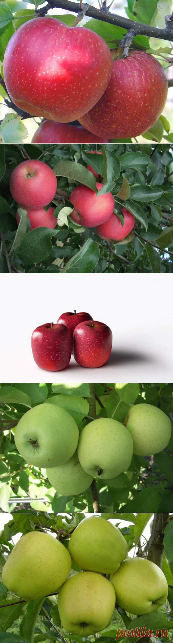 Лучшие сорта яблонь для южных регионов описание сортов