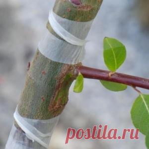 Мед поможет прижиться прививкам - МирТесен