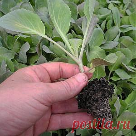 Рассада капусты – выращивание с пикировкой и без пикировки [2053] | Огород | Garden Star - информационный портал