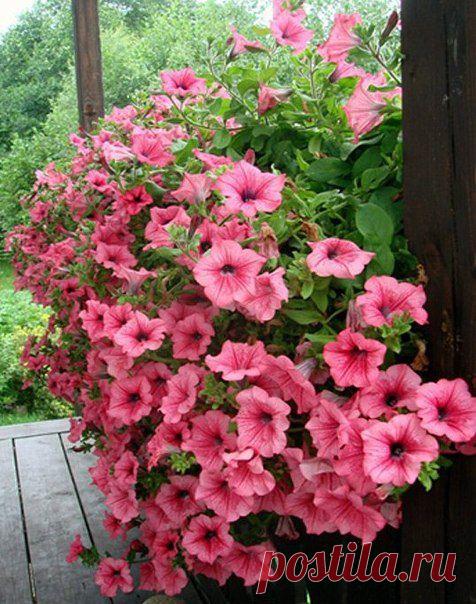 Секреты обильного цветения петуний.