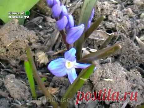 Пролески садовые (сцылла) ПОДСНЕЖНИКИ - Scylla - YouTube