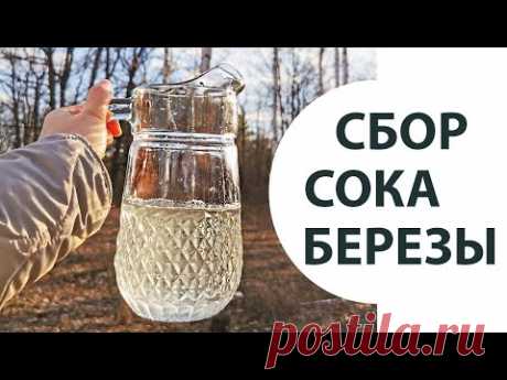 Добыча березового сока просто и безопасно с помощью шуруповерта и трубочки