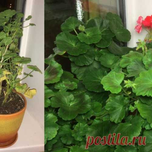 Как легко и без усилий реанимировать хилые домашние цветы! Доступные новейшие LED-технологии!