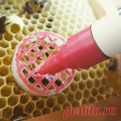 КРАСКА ДЛЯ МЕЧЕНИЯ ПЧЕЛИНЫХ МАТОК
