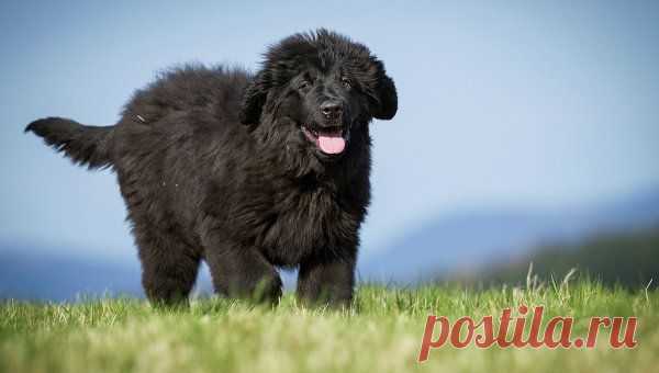 Мурманские молодожены на свадьбу попросили корм для бездомных животных | Все о наших питомцах