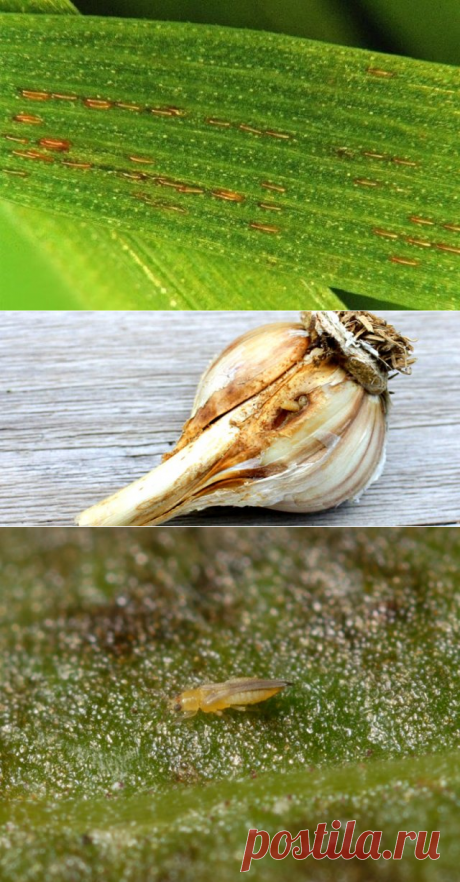 ТОП-5 самых опасных вредителей чеснока