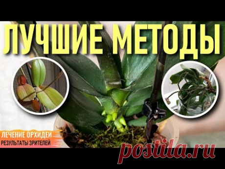 ❗️ЛУЧШИЕ МЕТОДЫ ЛЕЧЕНИЯ ОРХИДЕЙ С РЕЗУЛЬТАТОМ 👍! НАРАЩИВАЕМ КОРНИ И ВОССТАНАВЛИВАЕМ ЛИСТЬЯ-ТРЯПОЧКИ!