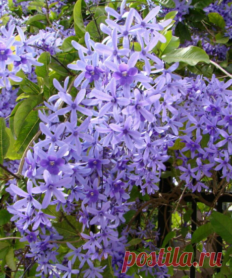 ПЕТРЕЯ - ВЕНОК КОРОЛЕВЫ

Род петрея (Petrea) из семейства вербеновые (Verbenaceae) включает 30 видов древовидных кустарников и лиан. Невозможно словами передать красоту этого растения в период цветения, которое длится с марта по июнь! Великолепные крупные звездчатые голубые и светло-лиловые цветки собраны в поникающие кисти длиной 15-20 см.
Показать полностью…