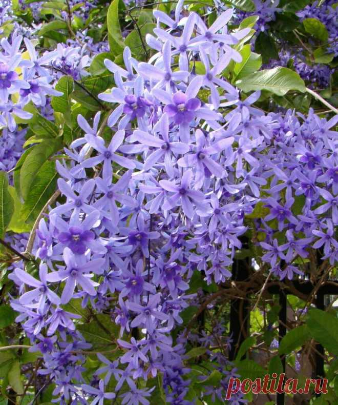 ПЕТРЕЯ - ВЕНОК КОРОЛЕВЫ

Род петрея (Petrea) из семейства вербеновые (Verbenaceae) включает 30 видов древовидных кустарников и лиан. Невозможно словами передать красоту этого растения в период цветения, которое длится с марта по июнь! Великолепные крупные звездчатые голубые и светло-лиловые цветки собраны в поникающие кисти длиной 15-20 см.
Показать полностью…