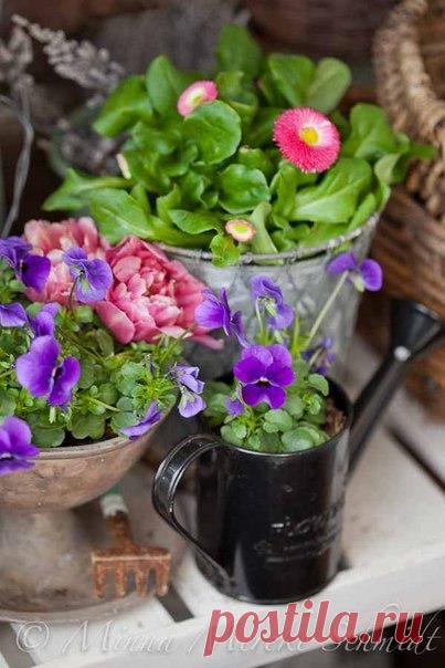 Идеи для сада / Идея Воркаута