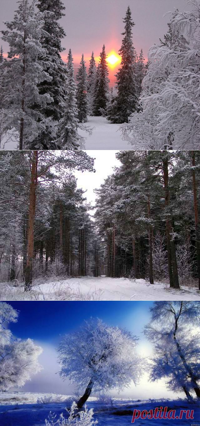 Цвет зимы