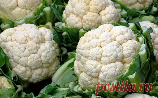Цветная капуста: полезные свойства и агротехника