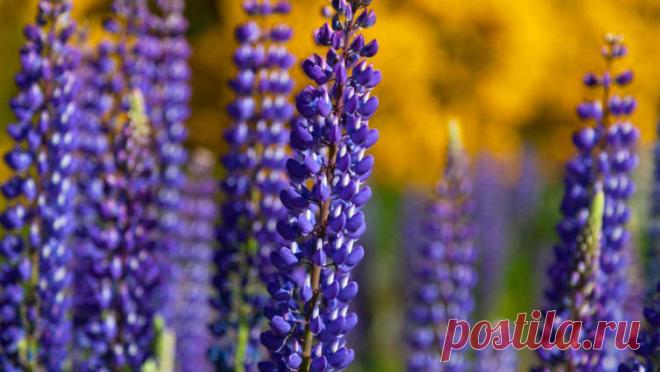 Как выращивать люпин? | Растения