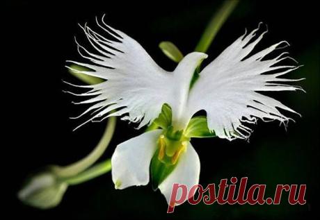 The beautiful Dove Orchid - Habenaria radiata is a species of orchid found in China, Japan, Korea and Russia. | thePO.ST